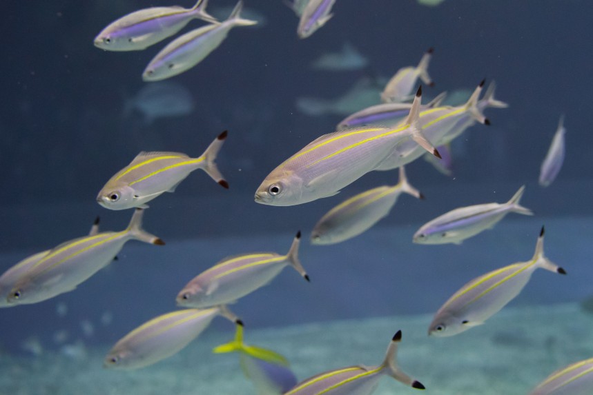 タカサゴの成魚
