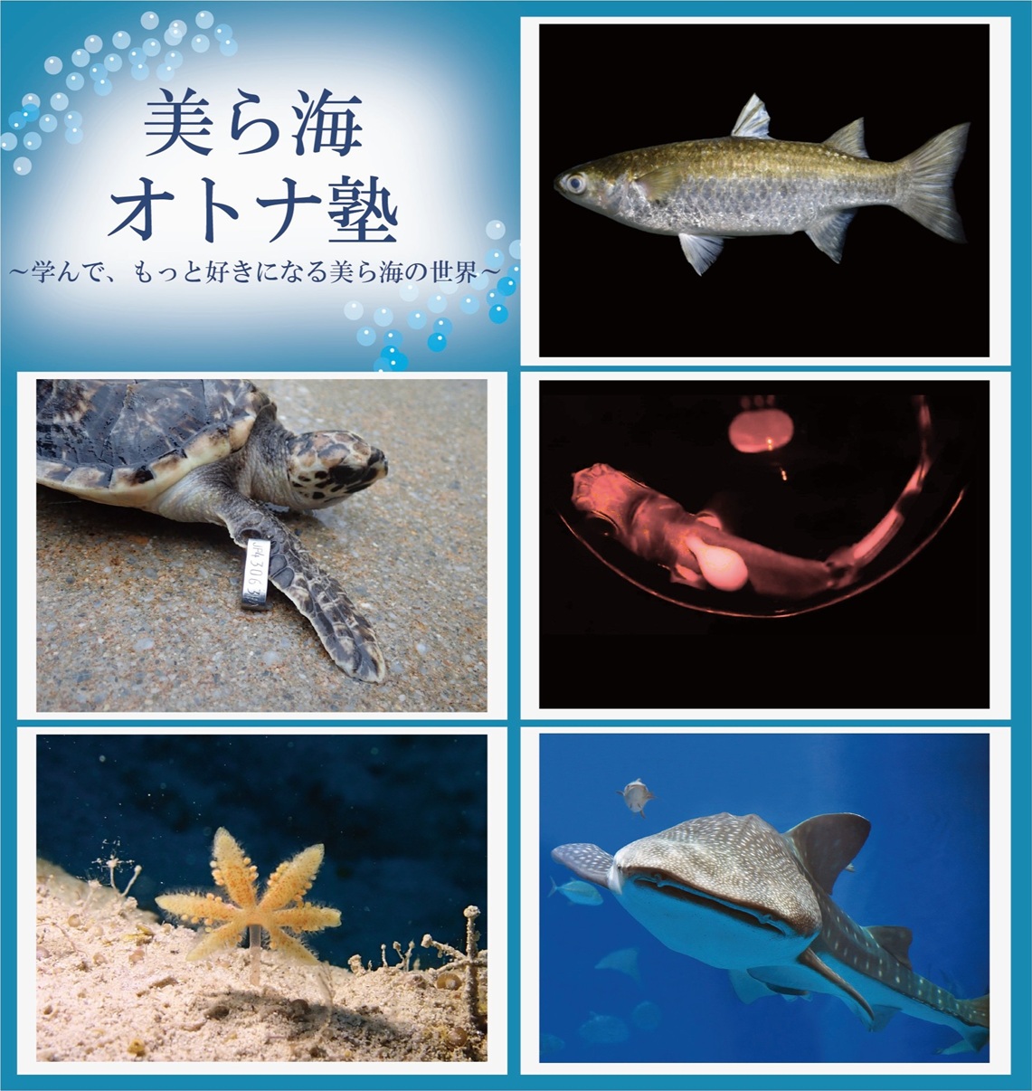 ～年間パスポート会員様限定～今年度も開催「美ら海オトナ塾」の画像