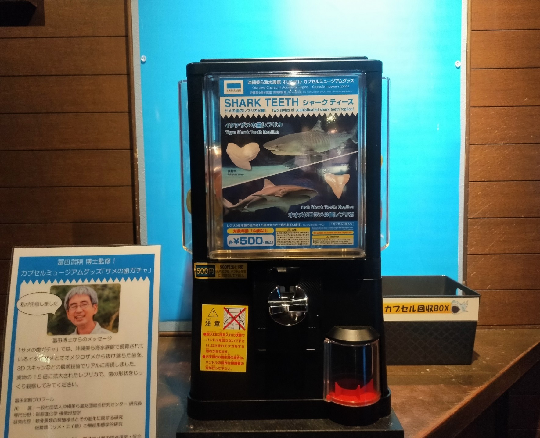 ミュージアムグッズ登場！！サメの歯ガチャの画像