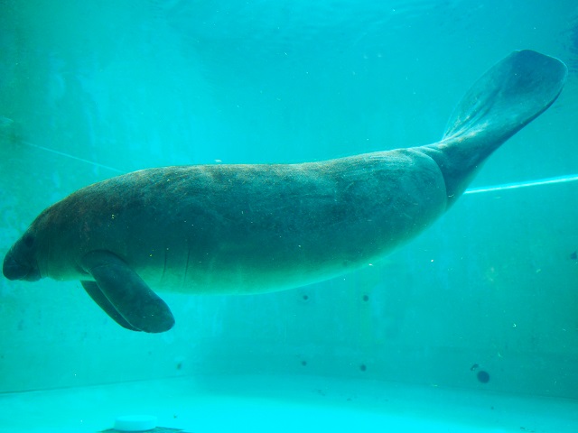 マナティー