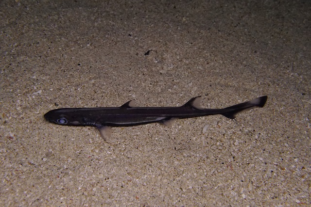 ヒレタカフジクジラ
