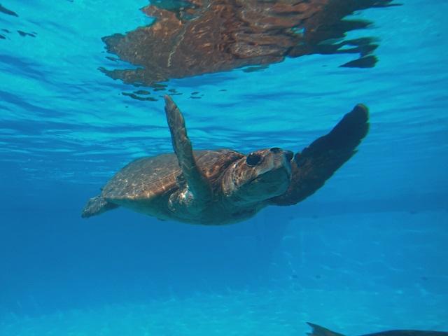 アカウミガメ 性成熟がはじまる年齢が明らかに！の画像