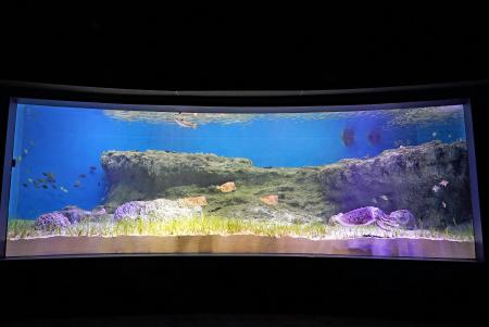 「海草藻場に暮らす生き物」展示開始(「（旧）マングローブの生き物 水槽」)の画像