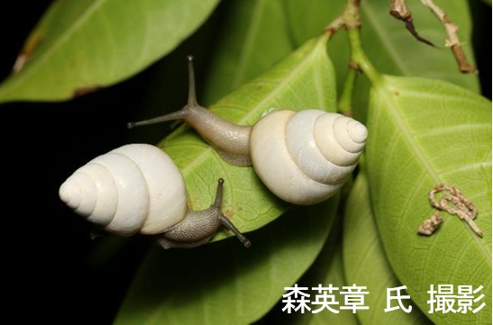アマノヤマタカマイマイ アマノヤマタカマイマイ
