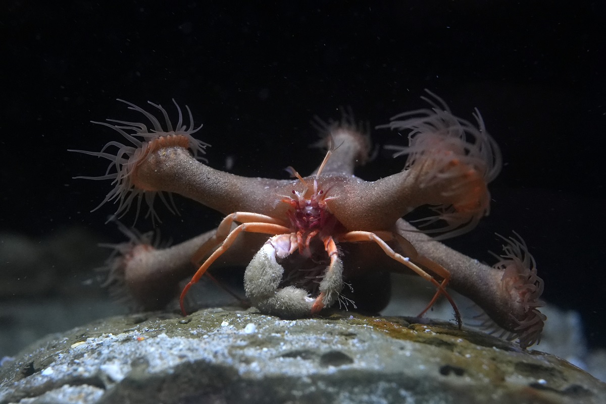 水深1000ｍで採集に成功！稀種「アシボソシンカイヤドカリ」の展示開始の画像
