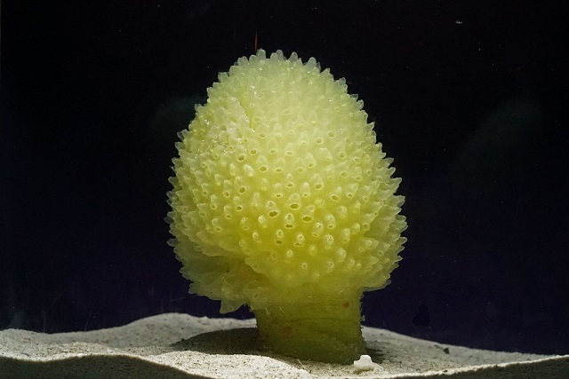 人の顔より大きい？！「ボウズボヤ属の一種」深海コーナーに初登場！の画像