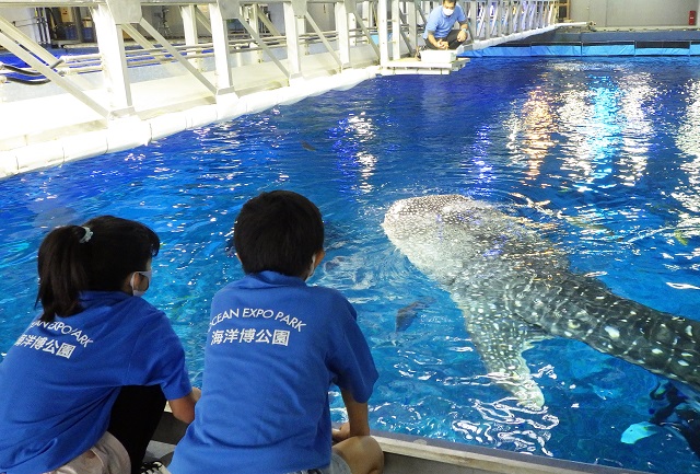 今年もやります！ 美ら海こども飼育体験の画像
