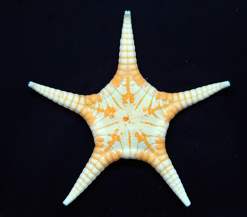 美ら海から新属新種のヒトデを発見　世界初「チュラウミゴカクヒトデ」を展示の画像