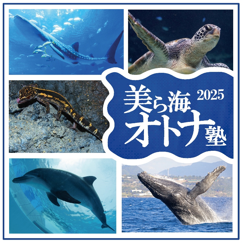 ～年間パスポート会員様限定～今年度も開催「美ら海オトナ塾」の画像