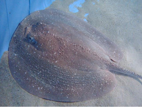 世界初! 飼育下繁殖に成功!!「イバラエイの幼魚」を公開の画像