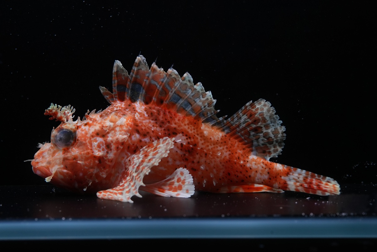 深海にカボチャ！？「カボチャフサカサゴ」を当館初展示の画像
