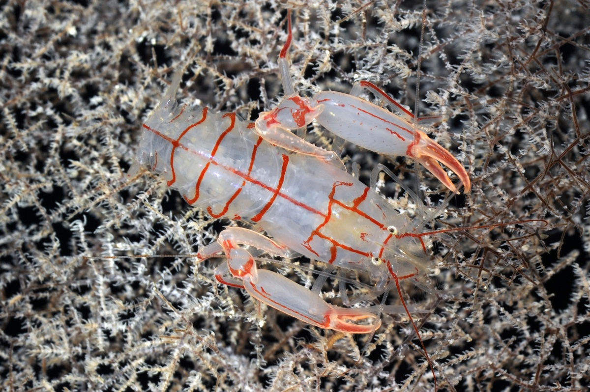 傾奇者(かぶきもの)のエビ!?新種「カブキドウケツエビ」を発見の画像