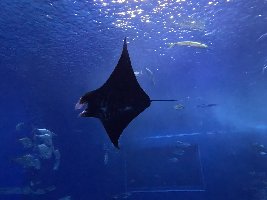 世界初！水族館生まれのブラックマンタ 12/10～親仔展示開始！の画像