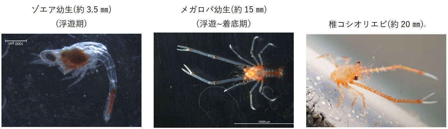 シマツノコシオリエビ