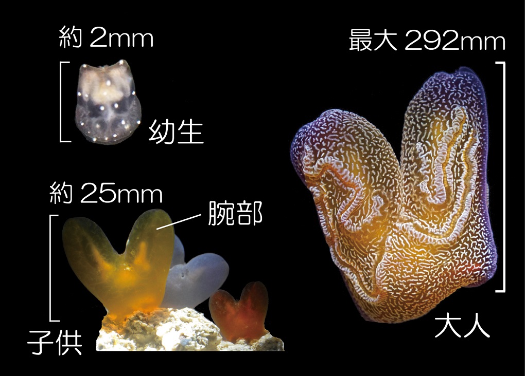 今だけ!コトクラゲの幼生から大人までの同時展示を開始!!の画像
