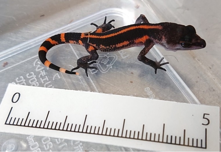 世界初！ クロイワトカゲモドキの繁殖に成功!の画像