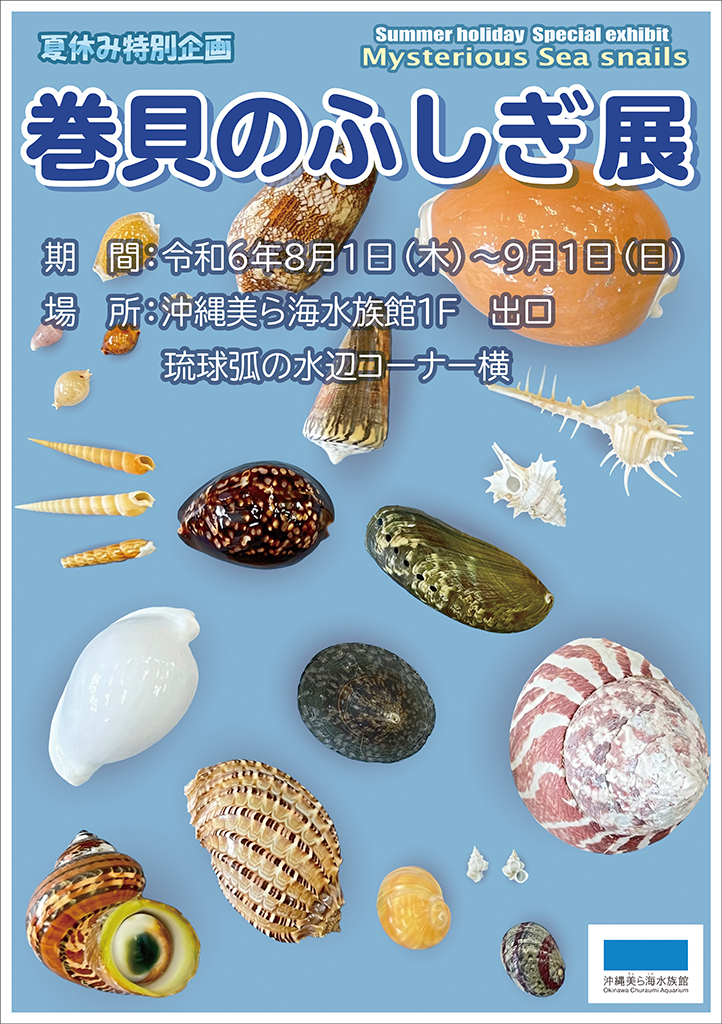 夏休み特別企画 「巻貝のふしぎ展」の画像