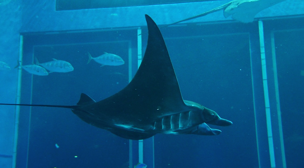 1st birthday！水族館生まれのブラックマンタが1歳になりました！の画像