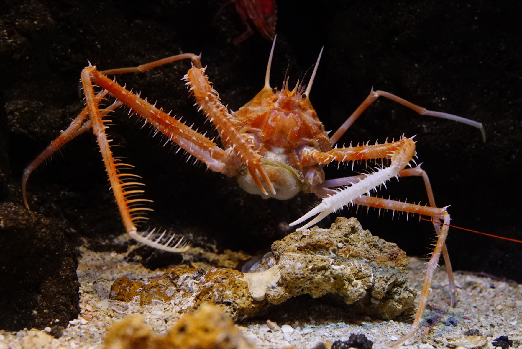 世界初展示に成功！トゲが特徴的な「ミナミオーストンガニ」の画像