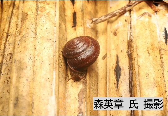 オオアガリマイマイ オオアガリマイマイ
