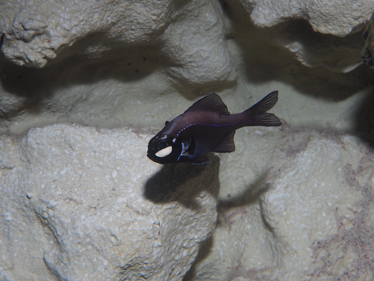 海底洞窟調査で採集されたオオヒカリキンメの展示を開始しました！の画像