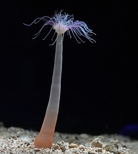 当館で10年ぶりに「オオウミヒドラ科の一種」を展示！の画像