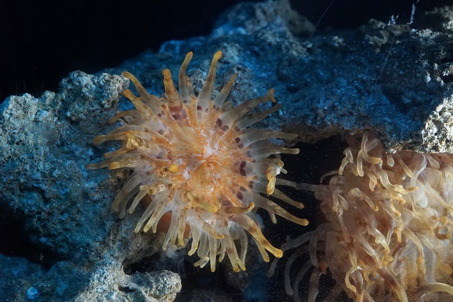 新種のイソギンチャクを発見！世界初「リュウグウノゴテン」を展示の画像