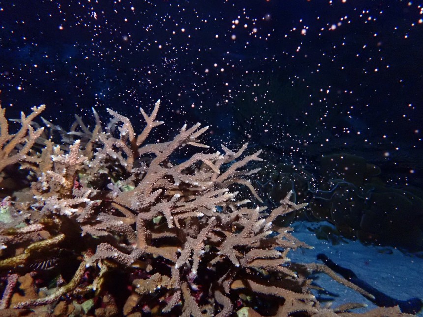 サンゴ礁の海を再現「サンゴの海」水槽　ミドリイシ属サンゴの一斉産卵を25年連続で確認の画像