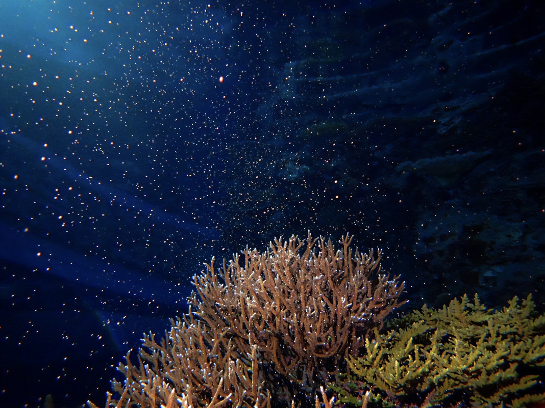 水族館で24年連続　6月5日「サンゴの一斉産卵」確認の画像