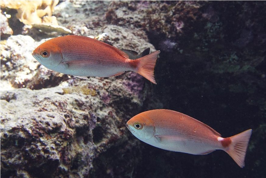 幻の赤いシチューマチ「セダカタカサゴ」を世界初展示‼の画像