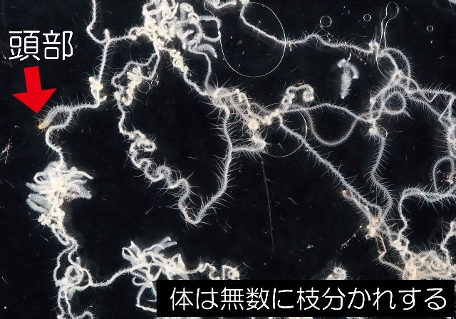 こんな生き物見たことない！？ 珍奇「カラクサシリス」を世界初展示の画像