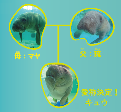 マナティーの赤ちゃん愛称 マナティーの赤ちゃん愛称