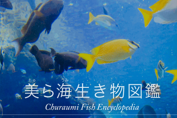 美ら海生き物図鑑の掲載種が「1400種」に達しました！の画像