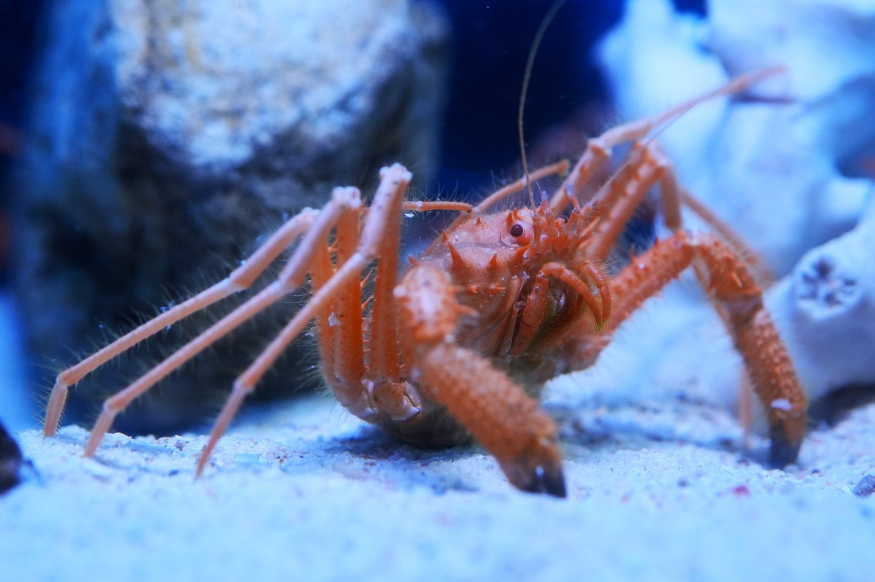日本近海から43年ぶりの発見！！世界初「ウィリアムホモラ」を展示の画像