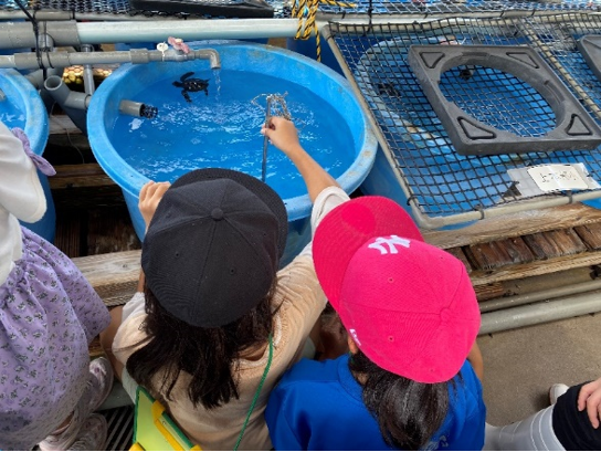 「ウミガメから学ぶ環境学習」小学生による学習成果の発表会を実施の画像