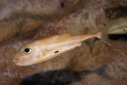 6年ぶり 深海コーナーに珍魚、ウチワフグ登場！の画像