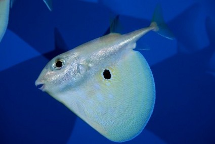 フチワフグ
