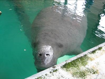 【ご報告】マナティー館で飼育していたアメリカマナティーについての画像