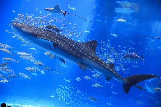 ジンベエザメの小さな眼に大きな新発見！の画像
